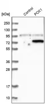 Anti-PCK1 antibody produced in rabbit, 1 X 100 µL (HPA006507-100UL)