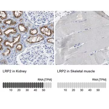 Anti-LRP2 antibody produced in rabbit, 1 X 100 µL (HPA005980-100UL)