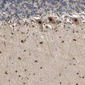 Anti-PSMC4 antibody produced in rabbit, 1 X 100 µL (HPA005471-100UL)