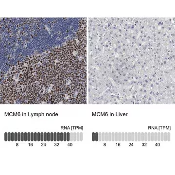 Anti-MCM6 antibody produced in rabbit, 1 X 100 µL (HPA004818-100UL)
