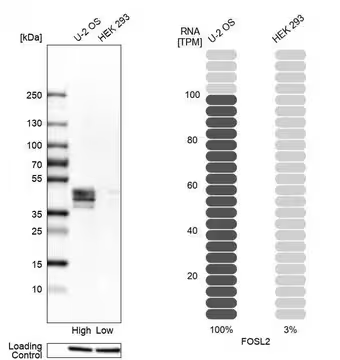 Anti-FOSL2 antibody produced in rabbit, 1 X 100 µL (HPA004817-100UL)