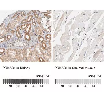 Anti-PRKAB1 antibody produced in rabbit, 1 X 100 µL (HPA004247-100UL)