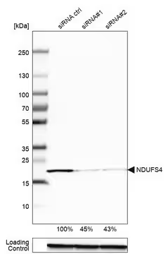 Anti-NDUFS4 antibody produced in rabbit, 1 X 100 µL (HPA003884-100UL)