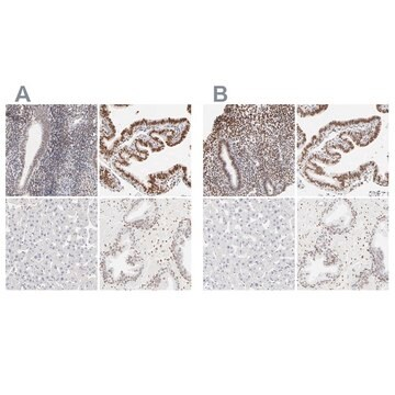 Anti-PBX1 antibody produced in rabbit, 1 X 100 µL (HPA003881-100UL)