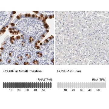 Anti-FCGBP antibody produced in rabbit, 1 X 100 µL (HPA003564-100UL)