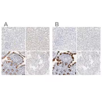 Anti-FCGBP antibody produced in rabbit, 1 X 100 µL (HPA003517-100UL)