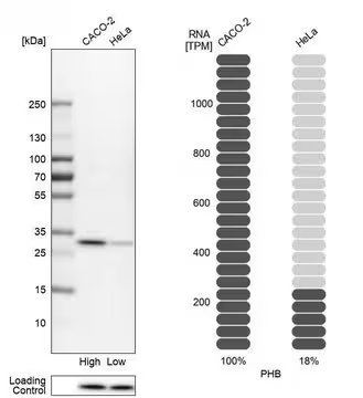 Anti-PHB antibody produced in rabbit, 1 X 100 µL (HPA003280-100UL)