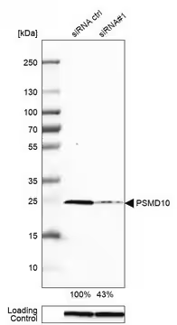Anti-PSMD10 antibody produced in rabbit, 1 X 100 µL (HPA002920-100UL)