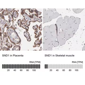 Anti-SND1 antibody produced in rabbit, 1 X 100 µL (HPA002529-100UL)