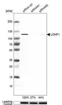 Anti-LONP1 antibody produced in rabbit, 1 X 100 µL (HPA002192-100UL)