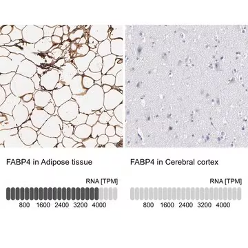 Anti-FABP4 antibody produced in rabbit, 1 X 100 µL (HPA002188-100UL)