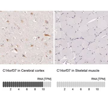 Anti-C14orf37 antibody produced in rabbit, 1 X 100 µL (HPA001789-100UL)