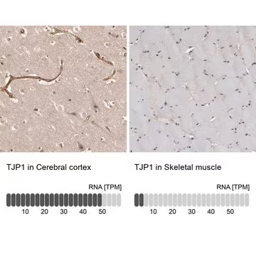 Anti-TJP1 antibody produced in rabbit, 1 X 100 µL (HPA001637-100UL)