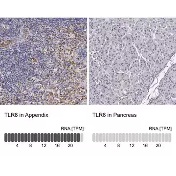 Anti-TLR8 antibody produced in rabbit, 1 X 100 µL (HPA001608-100UL)