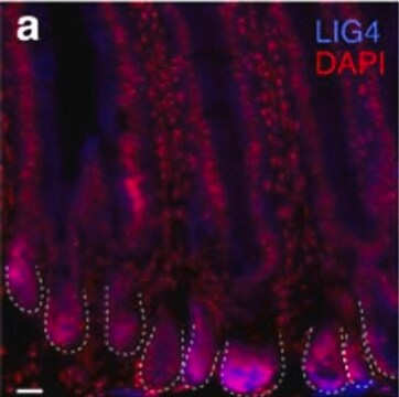 Anti-LIG4 antibody produced in rabbit, 1 X 100 µL (HPA001334-100UL)