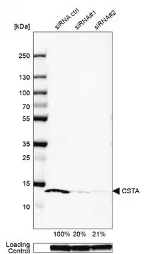 Anti-CSTA antibody produced in rabbit, 1 X 100 µL (HPA001031-100UL)