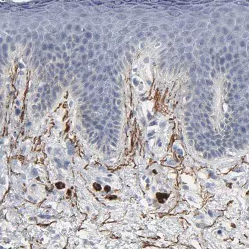 Anti-FBLN5 antibody produced in rabbit, 1 X 100 µL (HPA000848-100UL)