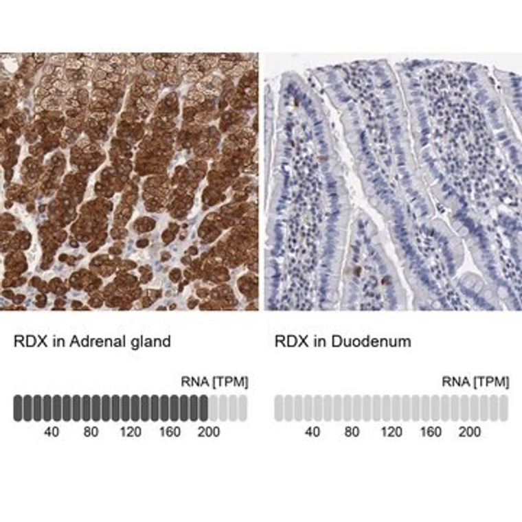 Anti-RDX antibody produced in rabbit, 1 X 100 µL (HPA000763-100UL)