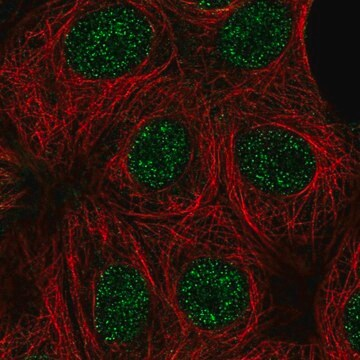 Anti-CCNK antibody produced in rabbit, 1 X 100 µL (HPA000645-100UL)