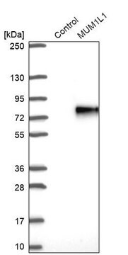 Anti-MUM1L1 antibody produced in rabbit, 1 X 100 µL (HPA000168-100UL)