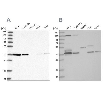 Anti-VTA1 antibody produced in rabbit, 100 µL (HPA030969-100UL)