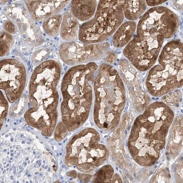 Anti-SH3YL1 antibody produced in rabbit, 1 X 100 µL (HPA030926-100UL)