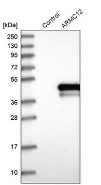Anti-ARMC12 antibody produced in rabbit, 1 X 100 µL (HPA030895-100UL)