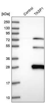 Anti-TASP1 antibody produced in rabbit, 1 X 100 µL (HPA030825-100UL)