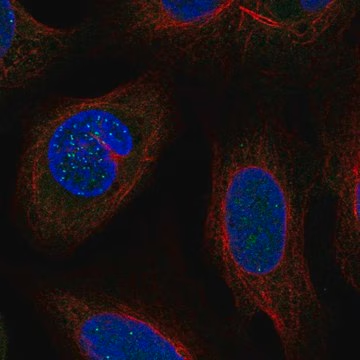 Anti-DSN1 antibody produced in rabbit, 100 µL (HPA030627-100UL)