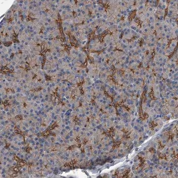 Anti-ZNF343 antibody produced in rabbit, 1 X 100 µL (HPA030587-100UL)