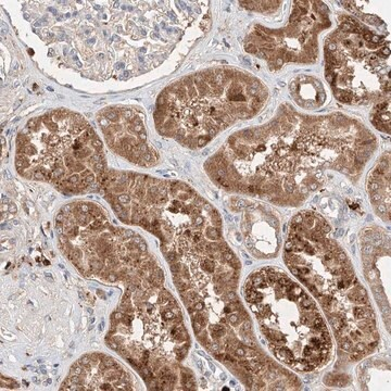 Anti-C6orf62 antibody produced in rabbit, 1 X 100 µL (HPA030566-100UL)