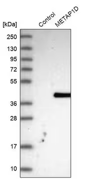 Anti-METAP1D antibody produced in rabbit, 1 X 100 µL (HPA030299-100UL)