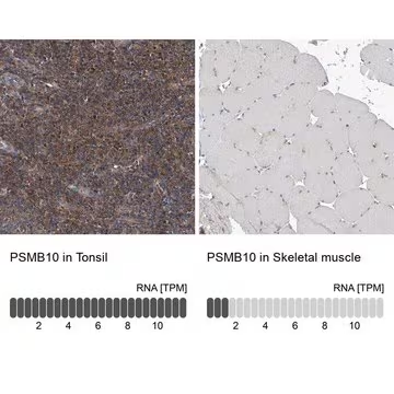 Anti-PSMB10 antibody produced in rabbit, 100 µL (HPA030224-100UL)