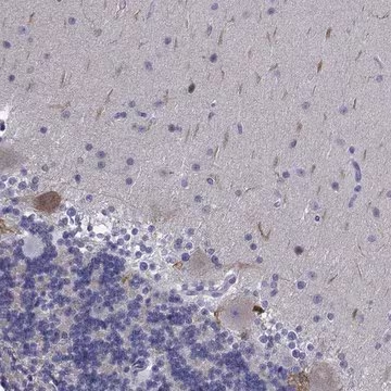 Anti-PLXNA4 antibody produced in rabbit, 1 X 100 µL (HPA029919-100UL)