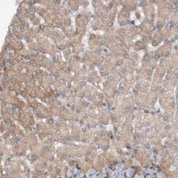 Anti-PGBD2 antibody produced in rabbit, 1 X 100 µL (HPA029888-100UL)