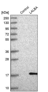 Anti-LALBA antibody produced in rabbit, 100 µL (HPA029855-100UL)