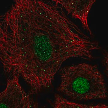 Anti-USF2 antibody produced in rabbit, 100 µL (HPA029764-100UL)