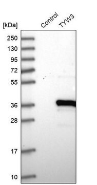 Anti-TYW3 antibody produced in rabbit, 1 X 100 µL (HPA029641-100UL)