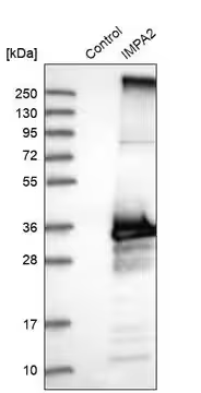 Anti-IMPA2 antibody produced in rabbit, 1 X 100 µL (HPA029561-100UL)
