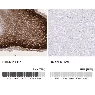 Anti-DMKN antibody produced in rabbit, 1 X 100 µL (HPA029406-100UL)