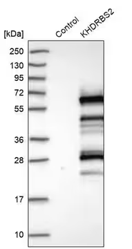 Anti-KHDRBS2 antibody produced in rabbit, 1 X 100 µL (HPA029392-100UL)