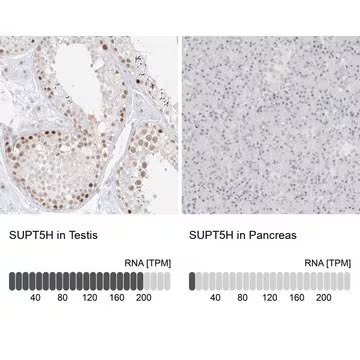 Anti-SUPT5H antibody produced in rabbit, 1 X 100 µL (HPA029273-100UL)