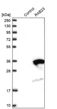 Anti-RAB23 antibody produced in rabbit, 1 X 100 µL (HPA029135-100UL)