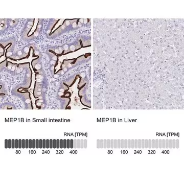Anti-MEP1B antibody produced in rabbit, 100 µL (HPA029119-100UL)