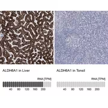 Anti-ALDH6A1 antibody produced in rabbit, 1 X 100 µL (HPA029073-100UL)