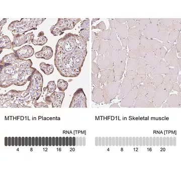 Anti-MTHFD1L antibody produced in rabbit, 100 µL (HPA029041-100UL)