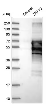 Anti-ZNF79 antibody produced in rabbit, 1 X 100 µL (HPA028977-100UL)