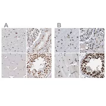 Anti-SCAF4 antibody produced in rabbit, 1 X 100 µL (HPA028807-100UL)