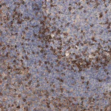Anti-IPCEF1 antibody produced in rabbit, 1 X 100 µL (HPA028708-100UL)