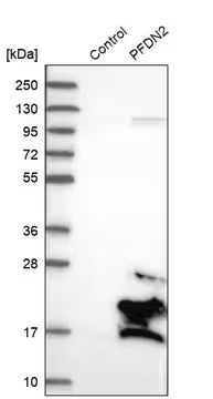 Anti-PFDN2 antibody produced in rabbit, 1 X 100 µL (HPA028700-100UL)